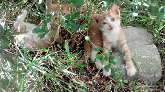 当足球场响起抢七心跳，阿拉巴的决胜光芒与曼联的威尔士逆转之夜