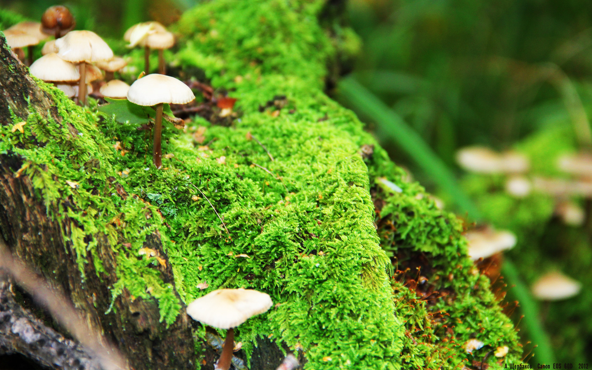 夜色中的精灵舞步，当比赛只剩一回合，欧文从不让人失望