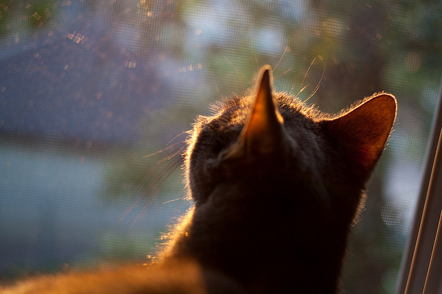雷火电竞亚洲先驱-文班亚马筑起移动长城，独行侠攻防两端碾压深圳队