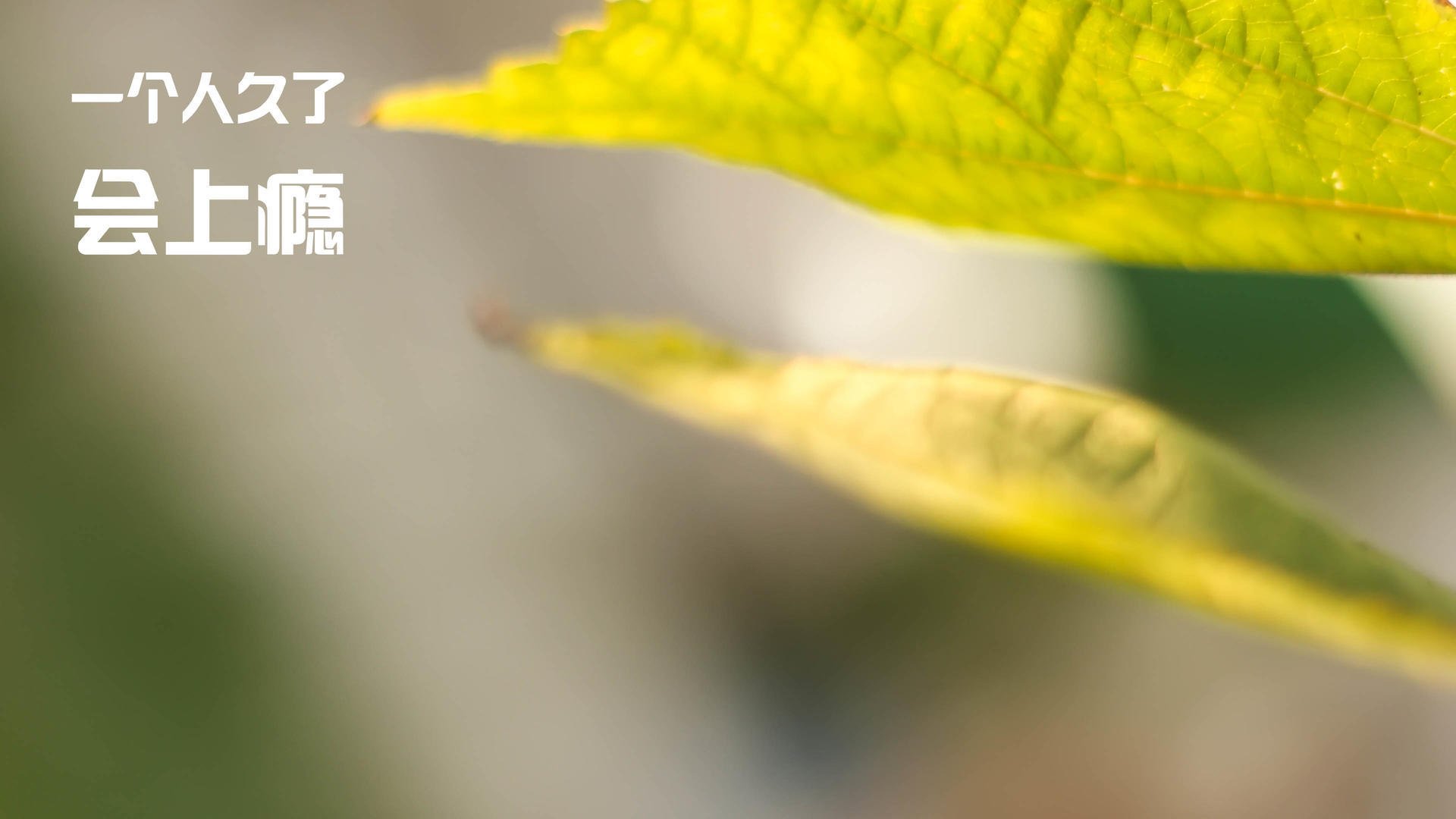 双线英雄，姆巴佩天神下凡，勒沃库森压哨绝唱