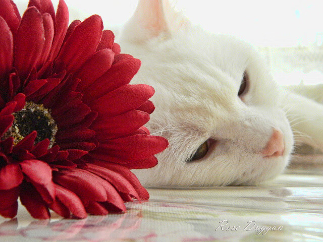 奥运前哨战,骑士全方位压制森林狼,胜负之外的战略深意