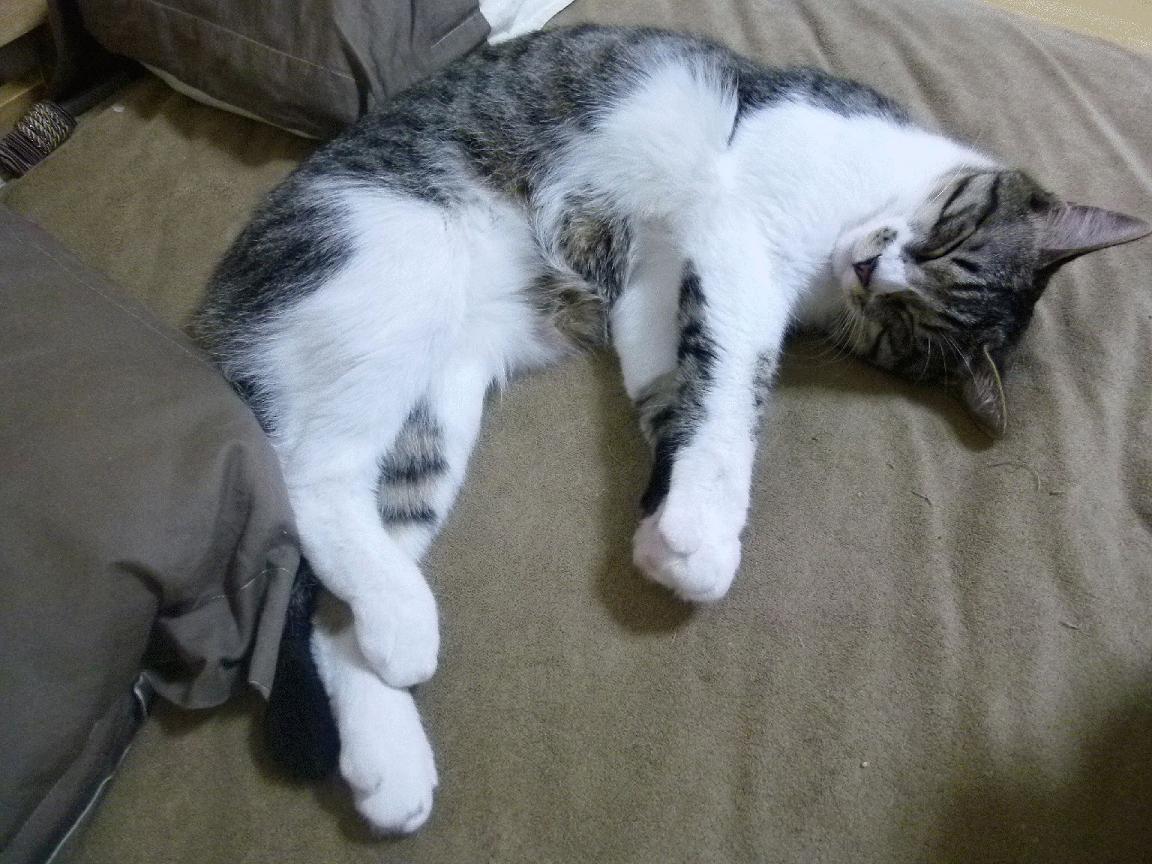 节奏对决，当独行侠的变速遭遇掘金乐队，武切维奇如何用指挥家之手接管世界排名争夺战？