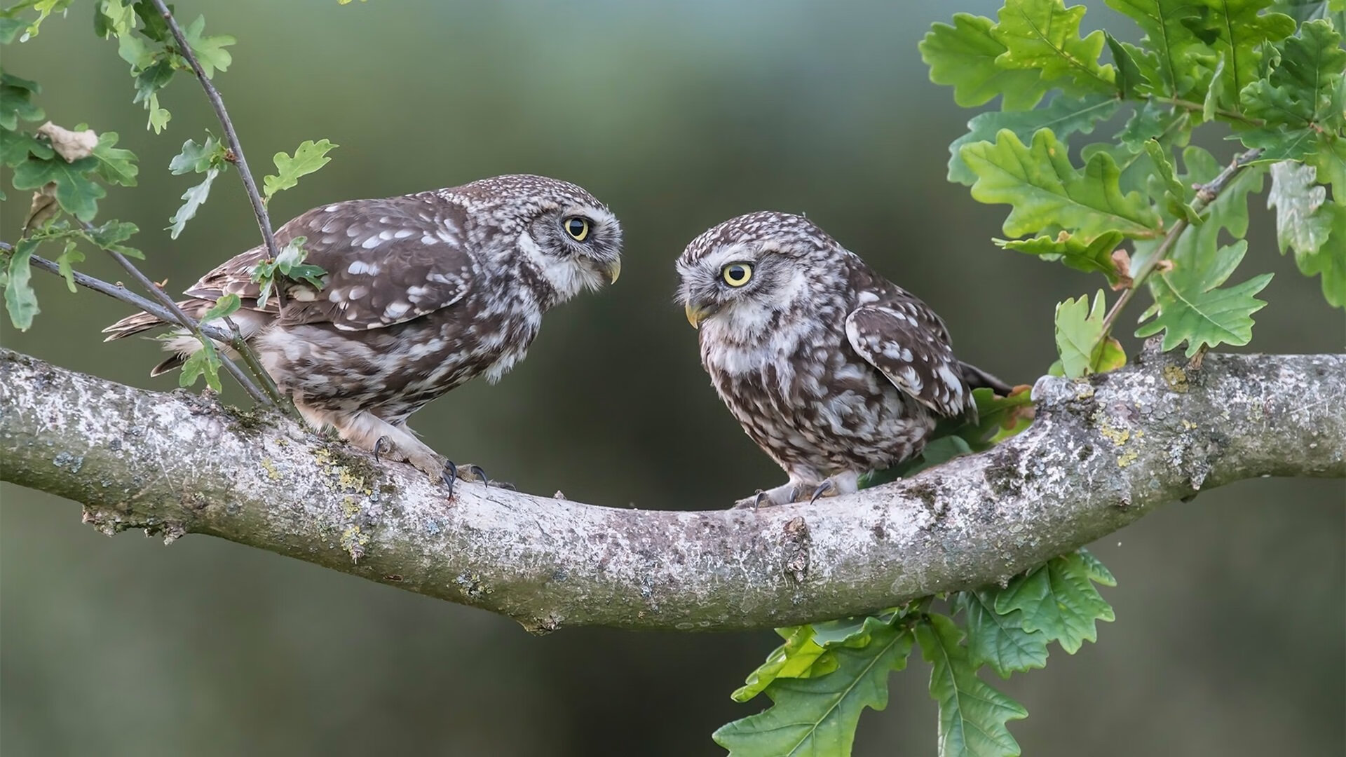 当伊拉克闯入德甲争冠战，拜仁的鏖战，与足球的隐喻狂欢