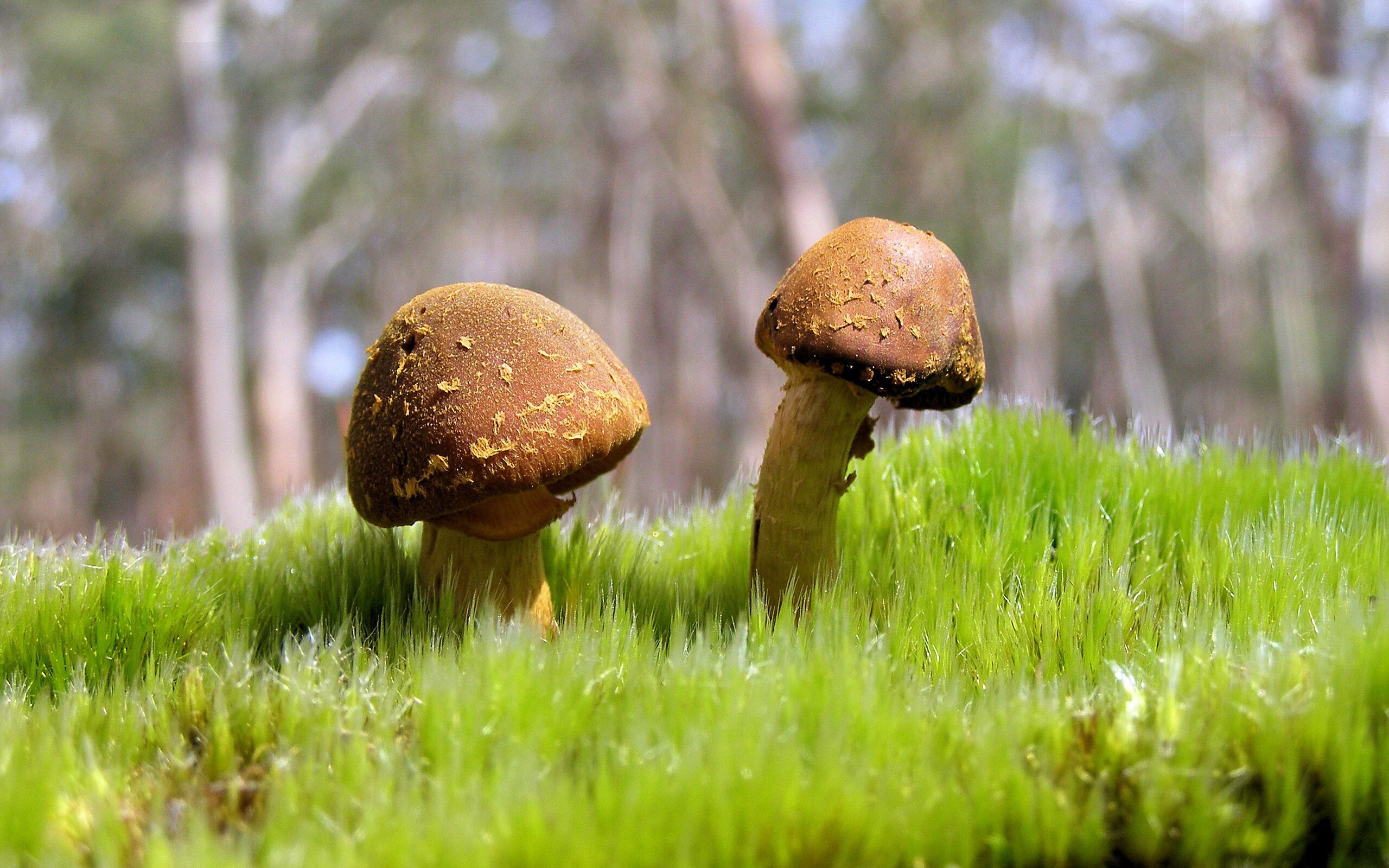 平行赛场，南非强压巴拉圭外交博弈，三笘薰跨次元接管NBA季后赛