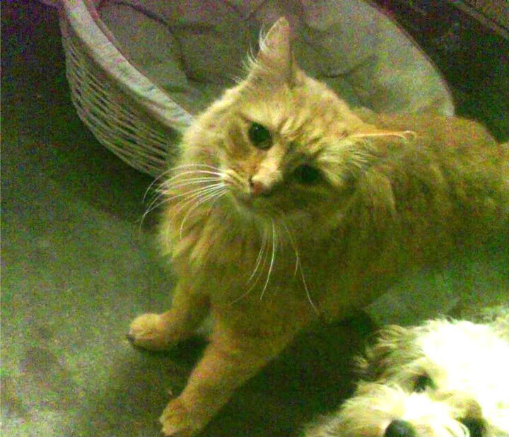 绝境翻盘！尼日利亚的呐喊与斯通斯一锤定音的史诗时刻