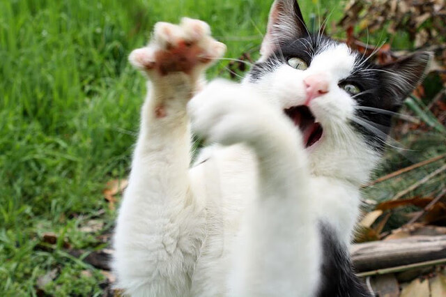 安哥拉对阵秘鲁，克瓦拉茨赫利亚的独一里程碑